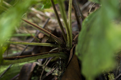 Anthurium kunayalense