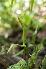 Anthurium kunayalense