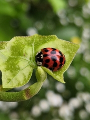 Harmonia axyridis