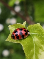 Harmonia axyridis