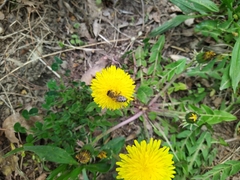 Apis mellifera