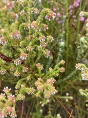 Erica globiceps consors