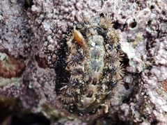 Acanthochitona