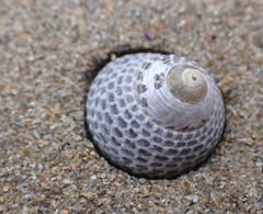 Chlorodiloma adelaidae