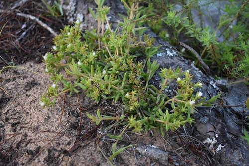 Image of Delosperma inconspicuum by (c) Justin Ponder, some rights reserved (CC BY)