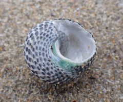 Chlorodiloma adelaidae