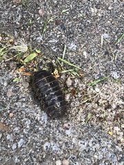 Armadillidium