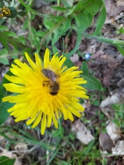 Apis mellifera