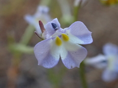 Downingia ornatissima