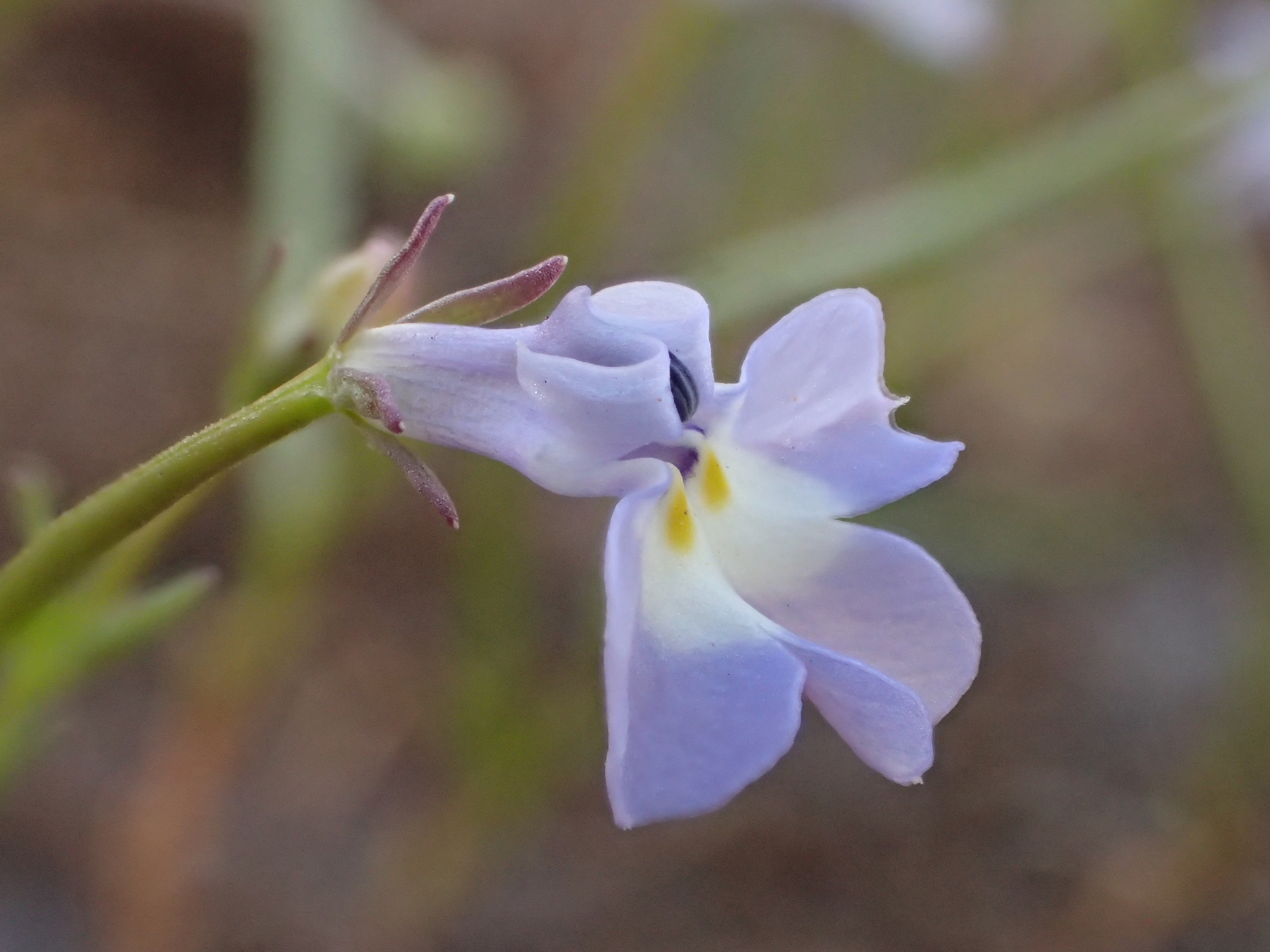 Downingia ornatissima