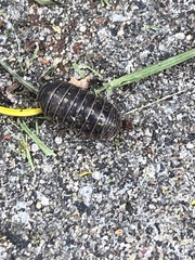 Armadillidium