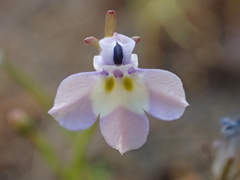 Downingia ornatissima