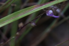 Utricularia geoffrayi