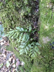 Asplenium bulbiferum x a flaccidum