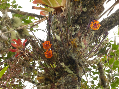 Epidendrum hemiscleria Rchb.f. 4