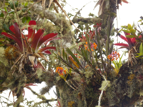 Epidendrum hemiscleria Rchb.f. 3