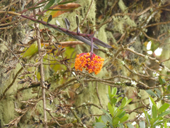 Epidendrum hemiscleria
