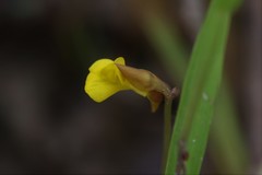 Utricularia bifida