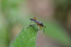 Garganus albidivittis