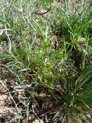 Leptaleum filifolium