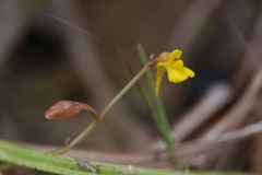 Utricularia bifida