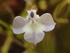 Downingia ornatissima