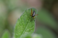 Garganus albidivittis