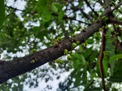 Ficus geniculata