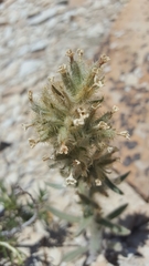 Cryptantha rollinsii
