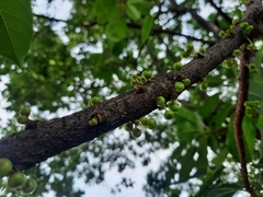 Ficus geniculata