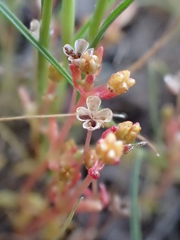 Crassula aquatica