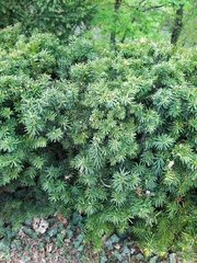 Taxus baccata