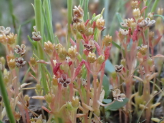 Crassula aquatica