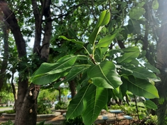 Ficus geniculata