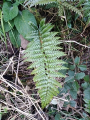 Polystichum neozelandicum zerophyllum × vestitum