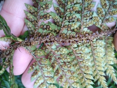 Polystichum neozelandicum zerophyllum × vestitum