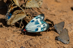 Chalcosia phalaenaria