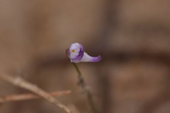 Utricularia geoffrayi
