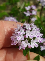 Thymus pulegioides