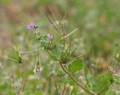 Erodium malacoides