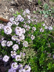 Thymus pulegioides