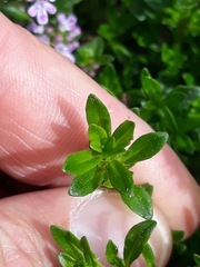 Thymus pulegioides