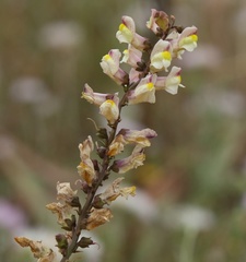 Antirrhinum siculum