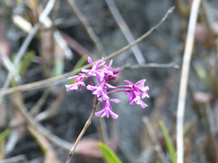 Epidendrum blepharistes