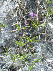 Epidendrum blepharistes