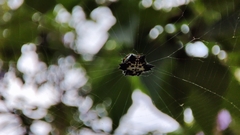 Gasteracantha kuhli