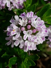 Thymus pulegioides