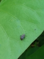 Charagochilus