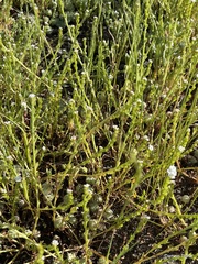 Plagiobothrys bracteatus