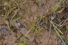 Utricularia bifida